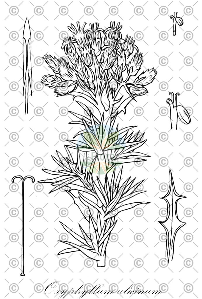 HistAbb_wfo-0001189675_1_ENZY_Simple | Historische Abbildung von Oxyphyllum ulicinum - Asteraceae | Historical Illustration of Oxyphyllum ulicinum - Asteraceae