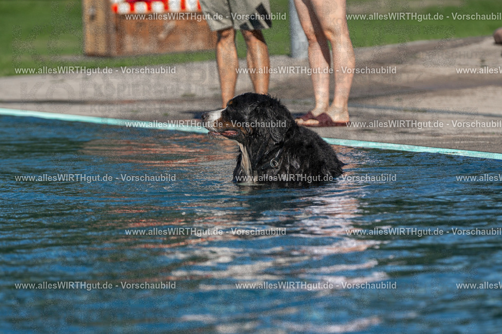 Hundeschwimmen_Volksbad_2026-allesWIRTHgut_Tierfotografie-2609061102-FAY06107 | Professionelle Tierfotografie in Mönchengladbach von Daniel Wirth (allesWIRTHgut). Liebevolle & natürliche Bilder von Hunden & Katzen für unvergessliche Erinnerungen.