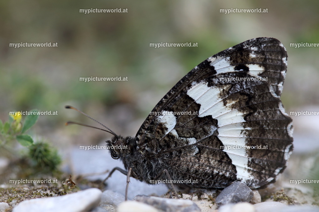 Aulocera circe-013 | Das Bilderarchiv über Tiere, Planzen und Landschaften. In der Bilddatenbank finden Sie ein große Auswahl an hochwertigen Bilder für Ihre Werbung - Realized with Pictrs.com