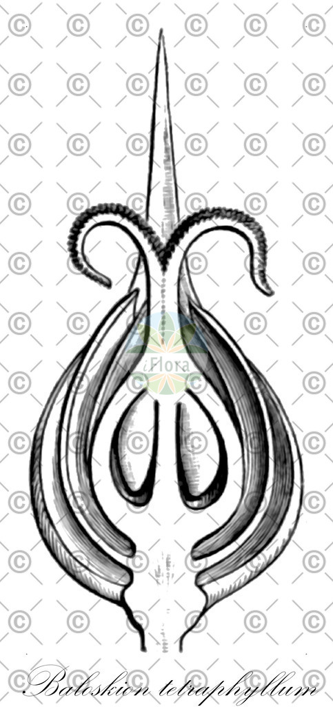 HistAbb_wfo-0000340940_2_ENZY_Simple | Historische Abbildung von Baloskion tetraphyllum - Restionaceae | Historical Illustration of Baloskion tetraphyllum - Restionaceae