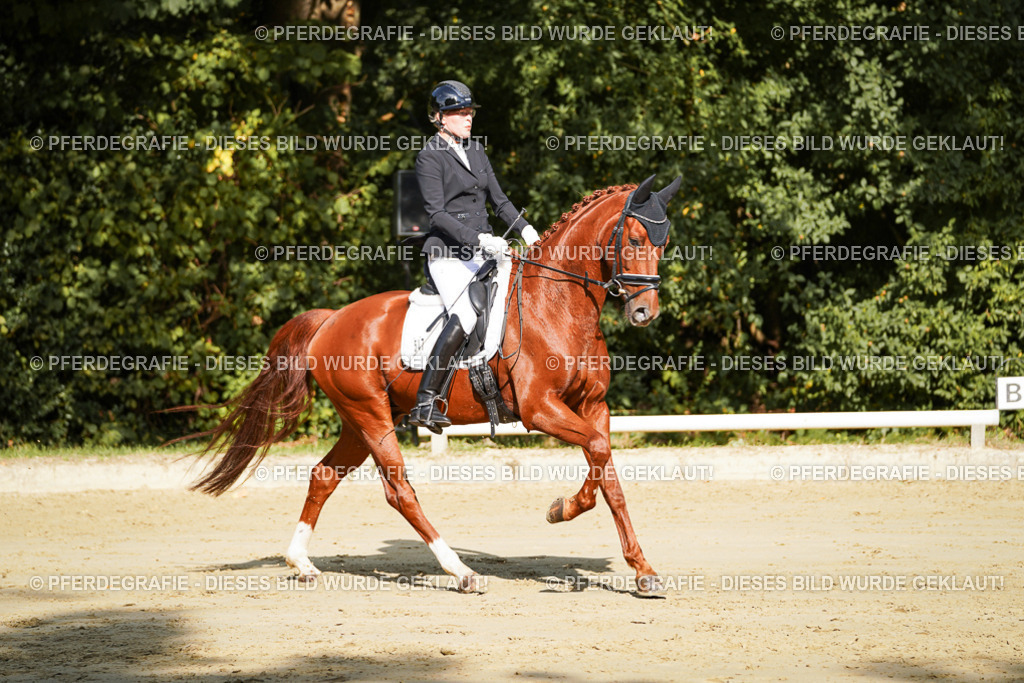 DSC08593 | Pferdegrafie