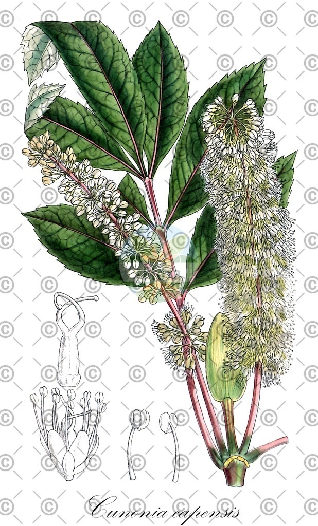 HistAbb_wfo-0000629765_1_ENZY_Simple | Historische Abbildung von Cunonia capensis - Cunoniaceae | Historical Illustration of Cunonia capensis - Cunoniaceae