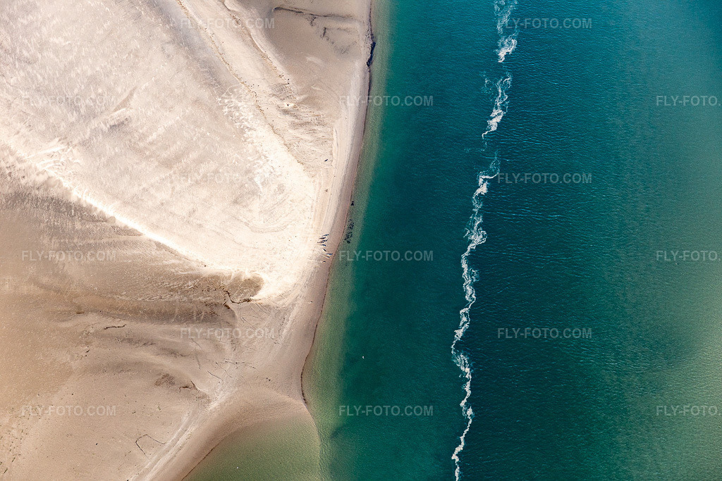 Aerial view: South American sea lions and harbor seals at the tidal channel to the Peter Meyers sandbank in the south of the North Sea island of Fanø in Fanø in the state South Denmark, Denmark.Photo: IMG_118681.jpg taken on 09/21/2019 by Werner Riehm/FLY-FOTO.comResolution of the original: 5472 x 3648 px