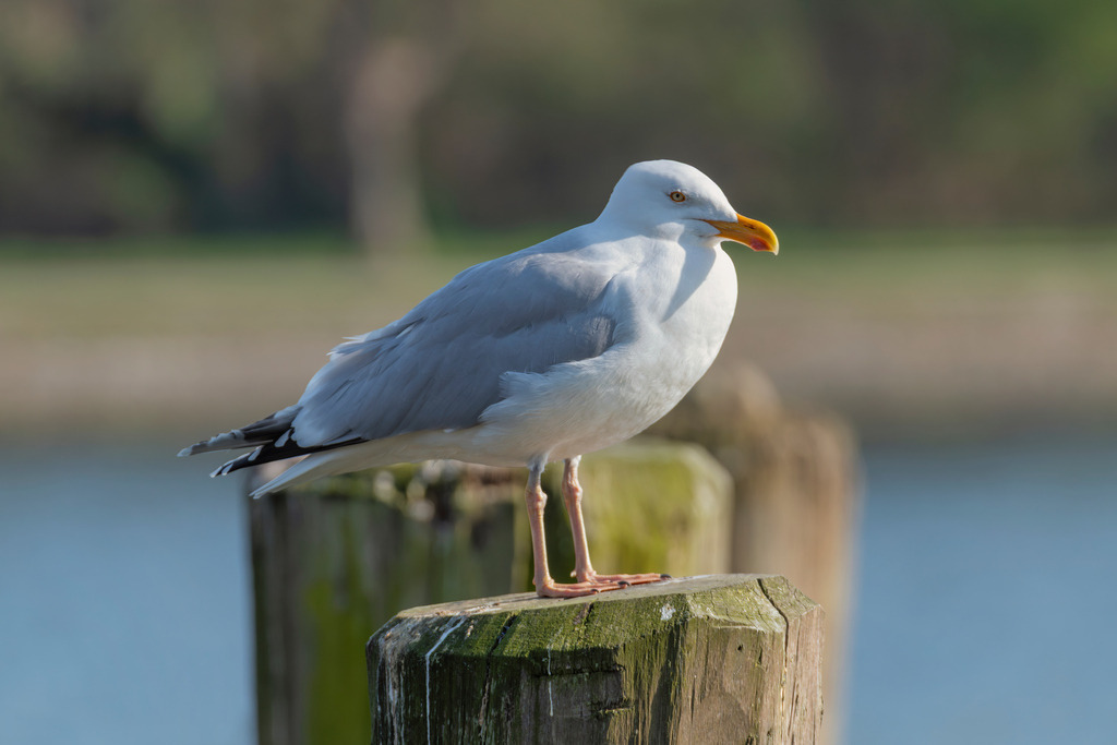 2025_04_16_TRAVEMUENDE_MCP8118 | Hochwertig gedruckte Fotografien für die Wand, als Kalender und zum Verschenken. Hamburg & Norddeutschland und überall wo ich mit der Kamera unterwegs war.