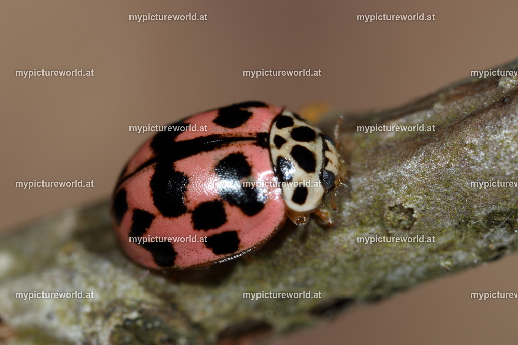 Oenopia conglobata-002 | Das Bilderarchiv über Tiere, Planzen und Landschaften. In der Bilddatenbank finden Sie ein große Auswahl an hochwertigen Bilder für Ihre Werbung - Realized with Pictrs.com
