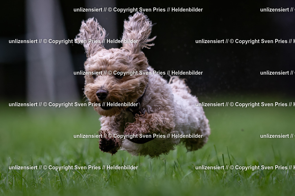 Sven Pries | 2024-10-19 - Hunderennen Ober-Grombach - Realisiert mit Pictrs.com