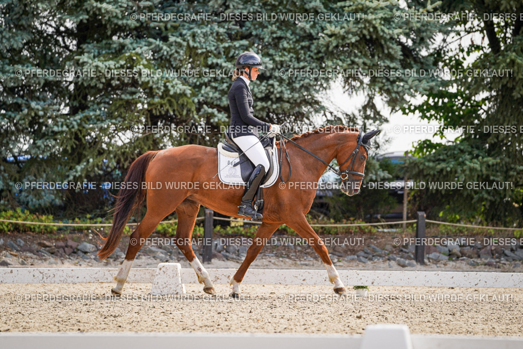 DSC08504 | Pferdegrafie