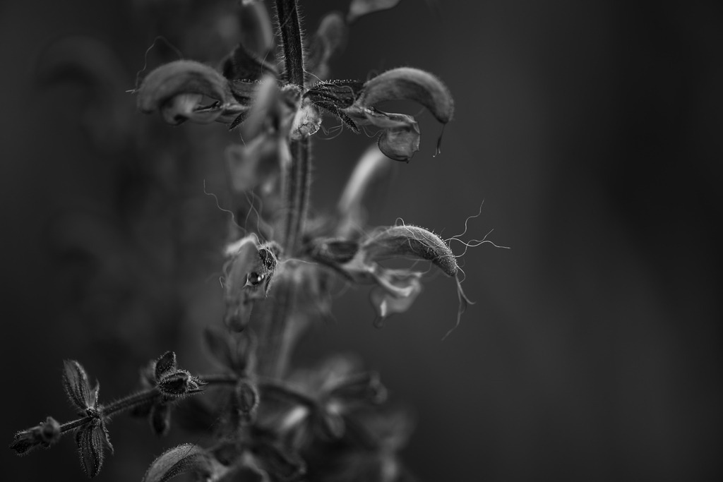 Steppen-Salbei | Makroaufnahme mit Nikon ZF, AF-S Micro Nikkor 105mm f2.8