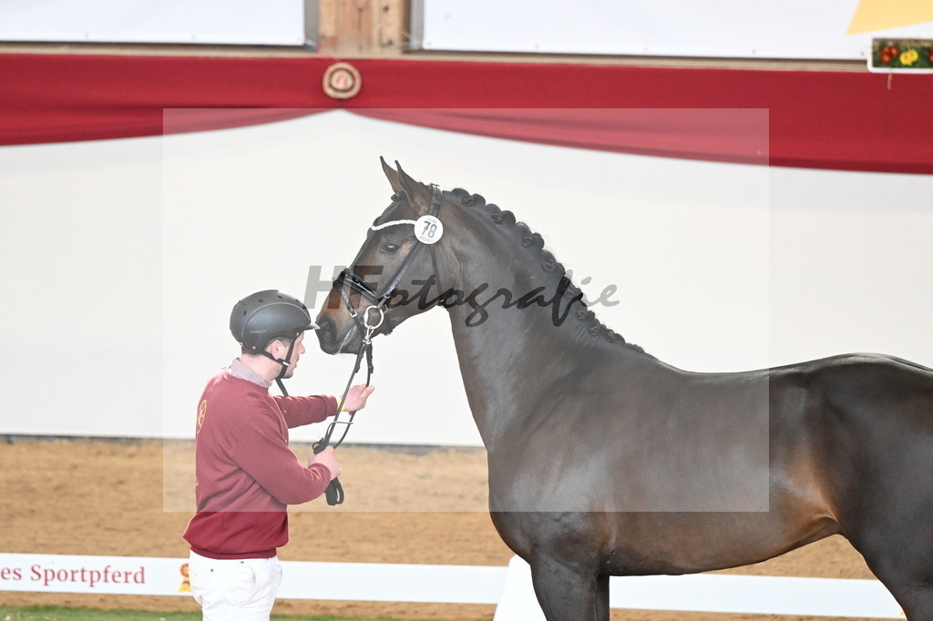 Kat.-Nr. 78 v. Springbank II VH_Reichert_2250738 | hf-fotografie - Realisiert mit Pictrs.com