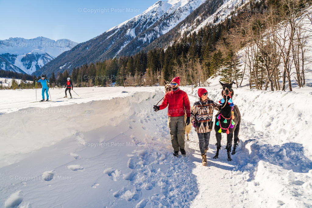 Lama_Wanderung_Winter_Stapitzer_See-39 | piet_flosse