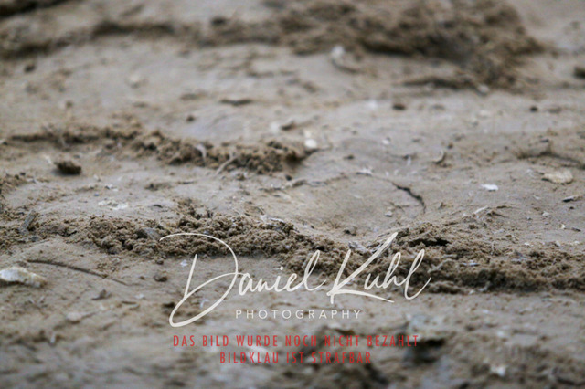 IMG_8072 | Turniersportfotografie; Pferdefotografie; Dressurfotografie