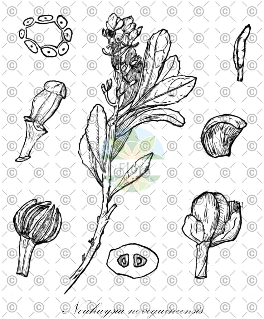 HistAbb_wfo-0000378801_1_ENZY_Simple | Historische Abbildung von Nouhuysia novoguineensis - Clusiaceae | Historical Illustration of Nouhuysia novoguineensis - Clusiaceae