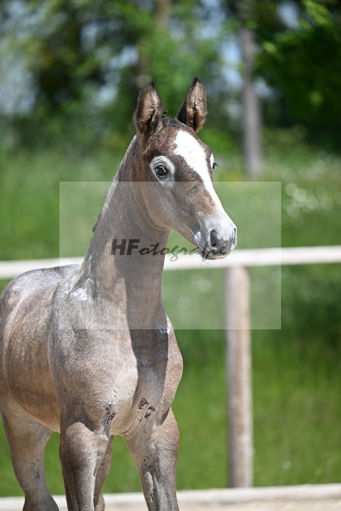 Zirdento Blue x Corlensky G_SF_Mayer_10250315 | hf-fotografie - Realizzato con Pictrs.com