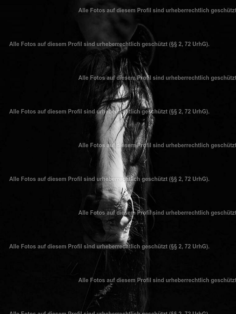 64fdc69d-35d1-4aa1-8bc3-22eb88056af0 | krollfotografie - Realisiert mit Pictrs.com