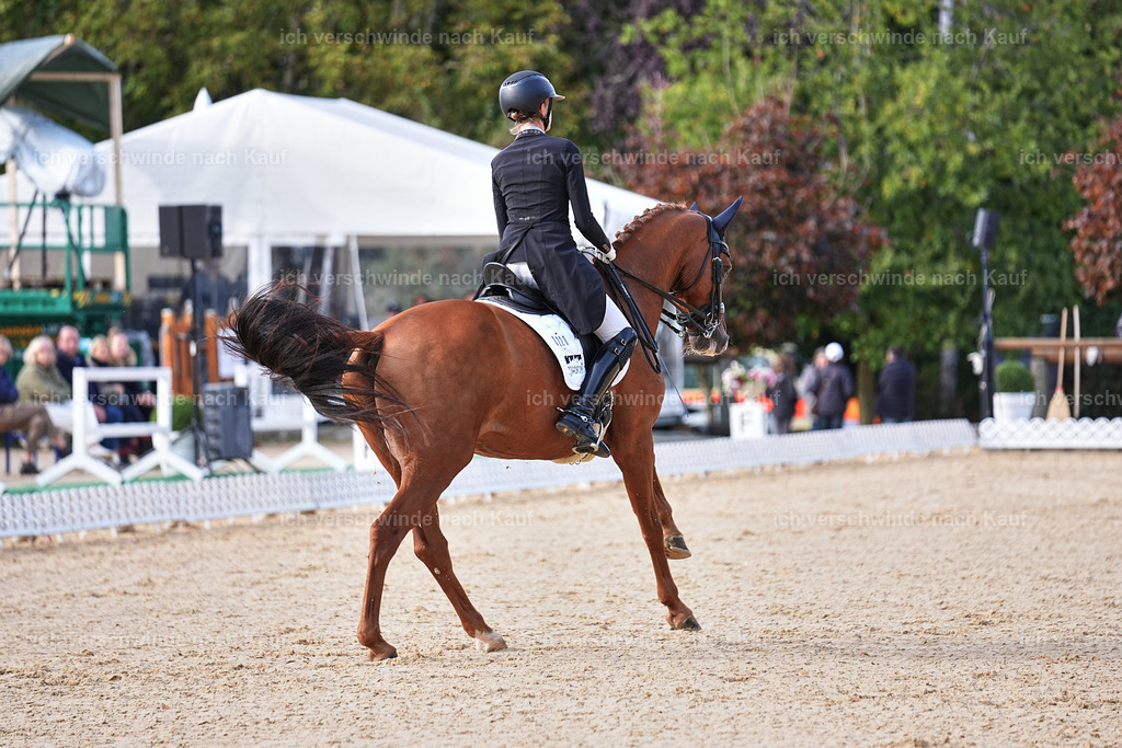 13-220-S___ -Marixx-7051 | working equitationturnier fotograf videograf stoibphotography marixx film working equitation deutschland reitsport turnierfotografie eventfotografie equestrian events