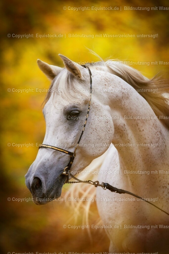 20151031_TOMsPiC_0319 | equistock