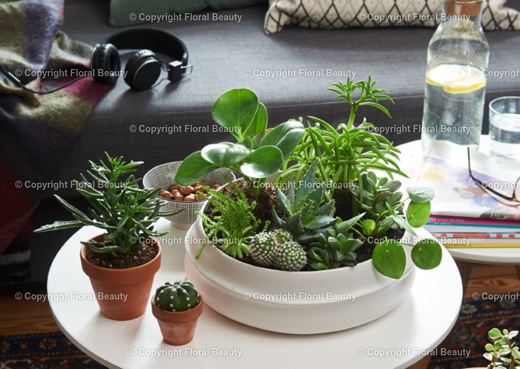 Pflanzenschale_01 | Onlineshop für hochwertige Wandbilder. Bei uns findet ihr selbstgestaltete Blumenmotive. Das perfekte Geschenk, als Praxisdeko oder die eigene Wohnung. Alle künstlerischen Blumenfotos sind auf Leinwand, FineArtPrint, Kunstdruck und vielem mehr zu erwerben - Realisiert mit Pictrs.com