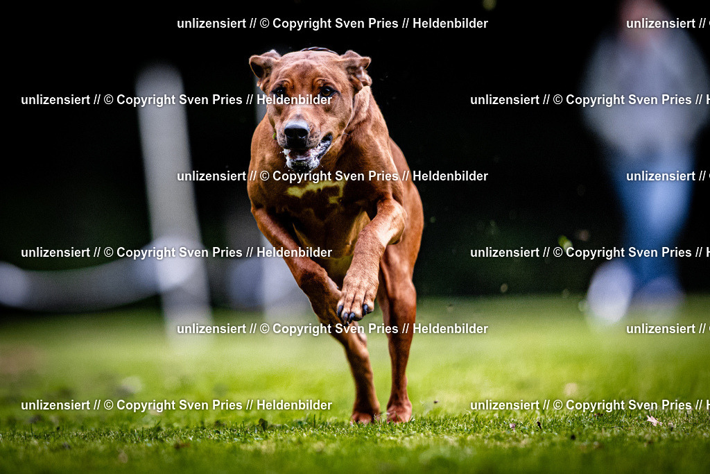 Sven Pries | 2025-10-03 - Hunderennen Obergrombach - Realisiert mit Pictrs.com