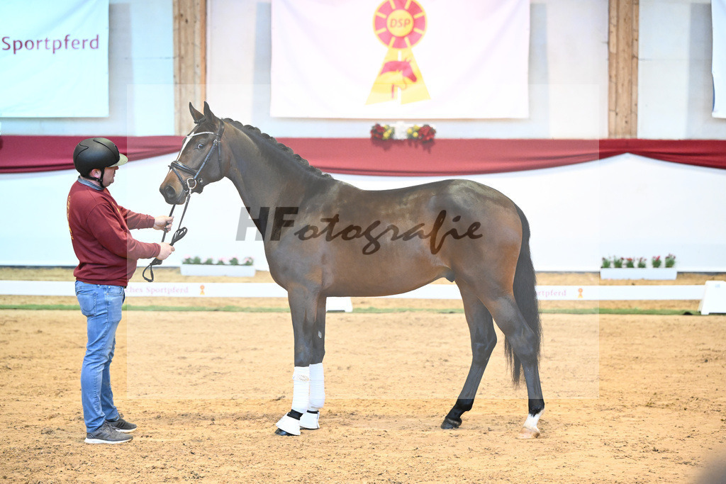 Kat-Nr. 7 Bon Vivaldi x Florencio I_Kornes_43231765 | hf-fotografie - Realisiert mit Pictrs.com