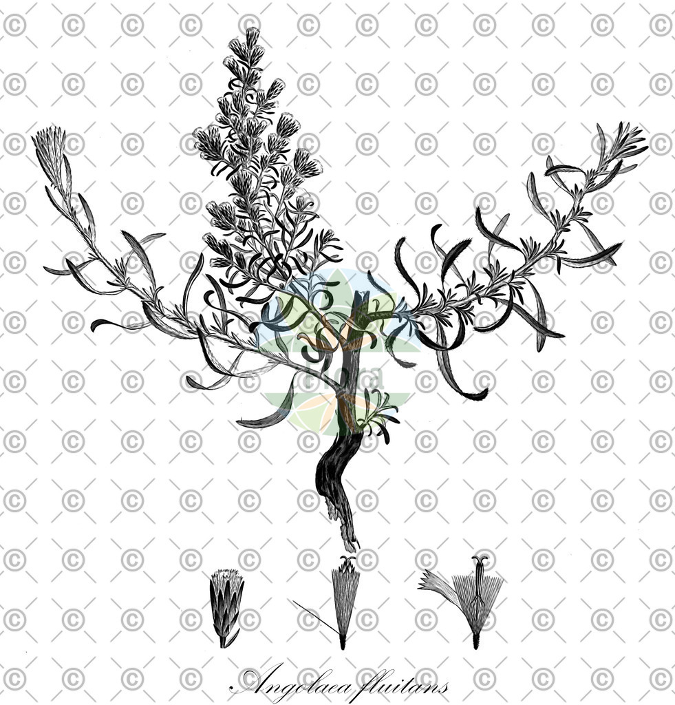 HistAbb_wfo-0000536542_432_ENZY_Simple | Historische Abbildung von Angolaea fluitans - Podostemaceae | Historical Illustration of Angolaea fluitans - Podostemaceae