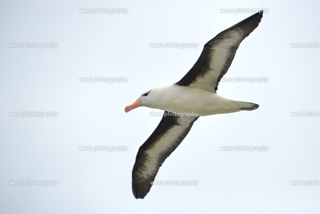 Flying Albatross 4 SND - FLK 2014 | west photography - Realisiert mit Pictrs.com