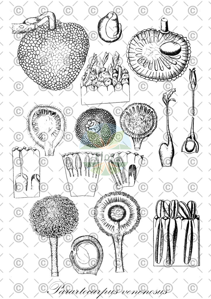 HistAbb_wfo-0000064637_1_ENZY_Simple | Historische Abbildung von Parartocarpus venenosus - Moraceae | Historical Illustration of Parartocarpus venenosus - Moraceae