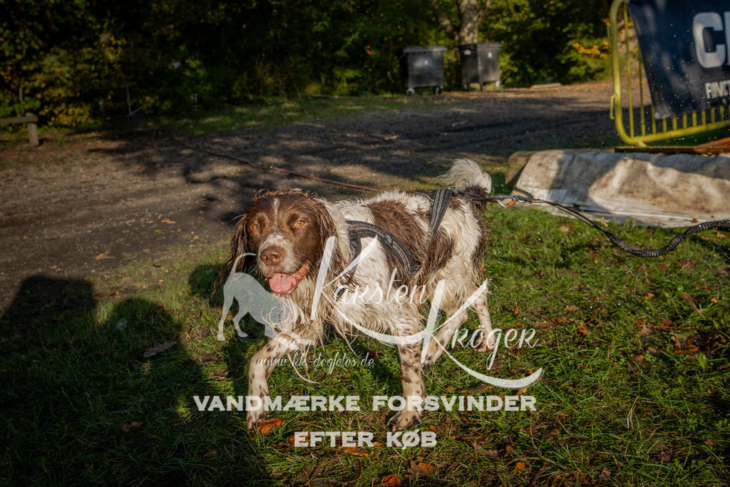 0941_ZZ91767 | kk-dogfotos