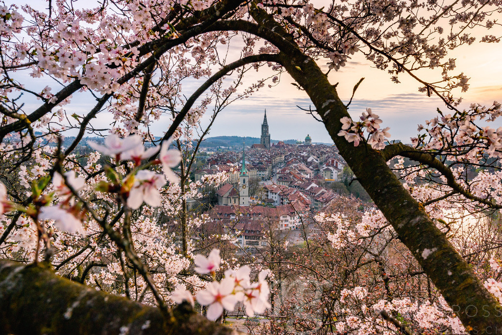 Abendstimmung über Berner Altstadt während der Kirschblüte | Die ideale Geschenkidee für Naturliebhaber. Naturbilder von Marcel Gross Photography für ihr Zuhause in den verschiedensten Formaten und Materialien. - Realisiert mit Pictrs.com