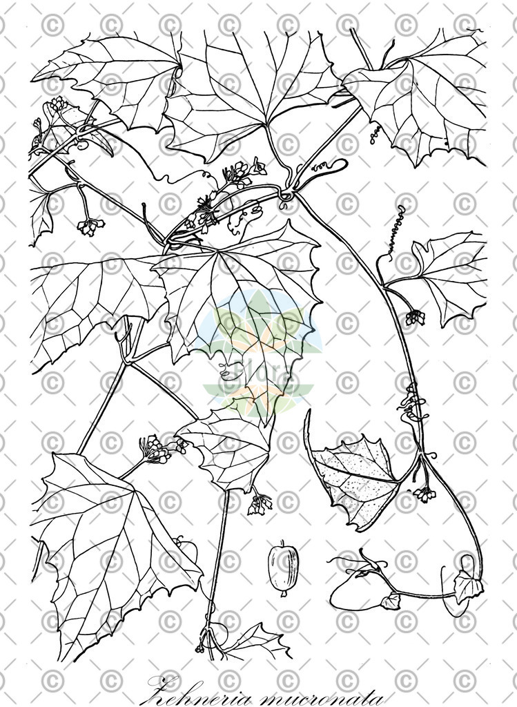 HistAbb_wfo-0001143210_1_ENZY_Simple | Historische Abbildung von Zehneria mucronata - Cucurbitaceae | Historical Illustration of Zehneria mucronata - Cucurbitaceae
