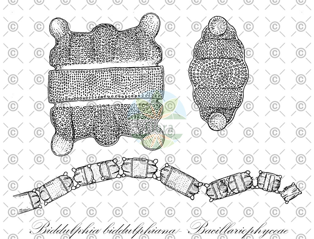 HistAbb_EMP_7704009_SRC_Schlechtendal_FLORAD_SIMPLE | Historische Abbildung von Biddulphia biddulphiana - Bacillariophyceae - | Historical Illustration of Biddulphia biddulphiana - Bacillariophyceae - 