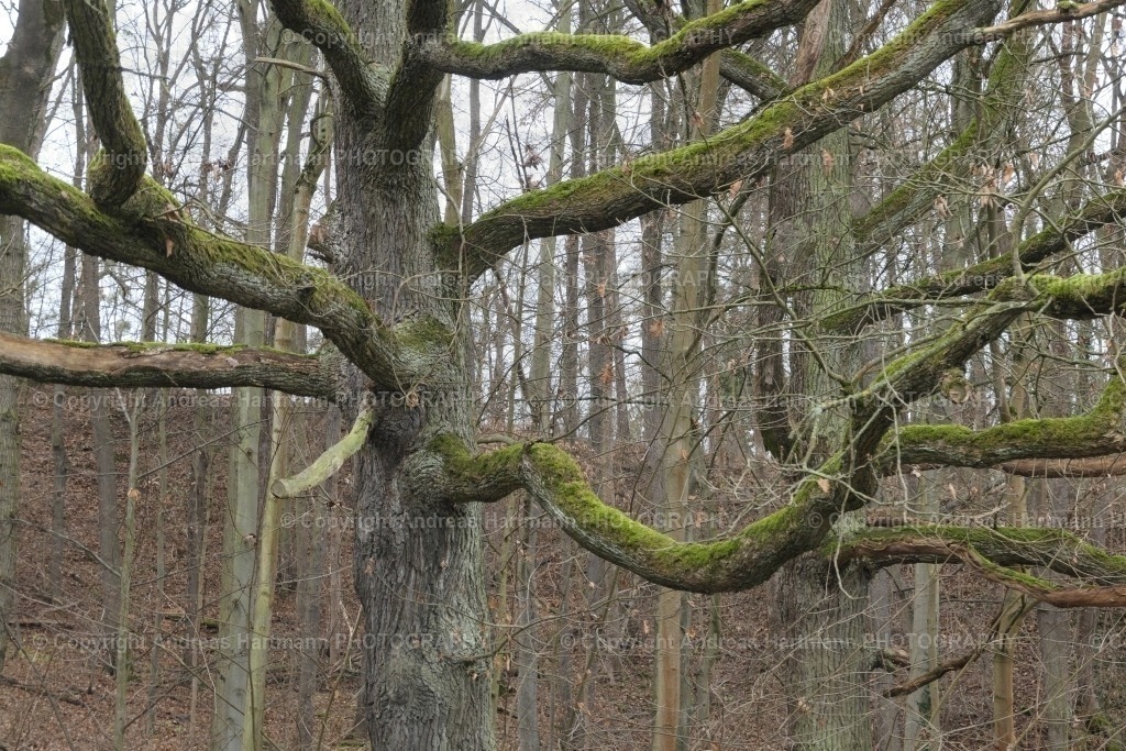 Mit Moos bewachsener Eichenbaum | Mit Moos bewachsener Eichenbaum - Realisiert mit Pictrs.com
