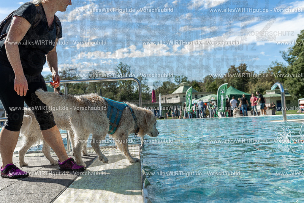 Hundeschwimmen_Volksbad_2026-allesWIRTHgut_Tierfotografie-2609061303-121331-7R500435 | Professionelle Tierfotografie in Mönchengladbach von Daniel Wirth (allesWIRTHgut). Liebevolle & natürliche Bilder von Hunden & Katzen für unvergessliche Erinnerungen.