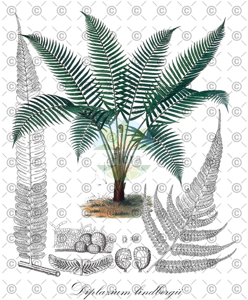 HistAbb_wfo-0000944029_1_ENZY_Simple | Historische Abbildung von Diplazium lindbergii - Athyriaceae | Historical Illustration of Diplazium lindbergii - Athyriaceae