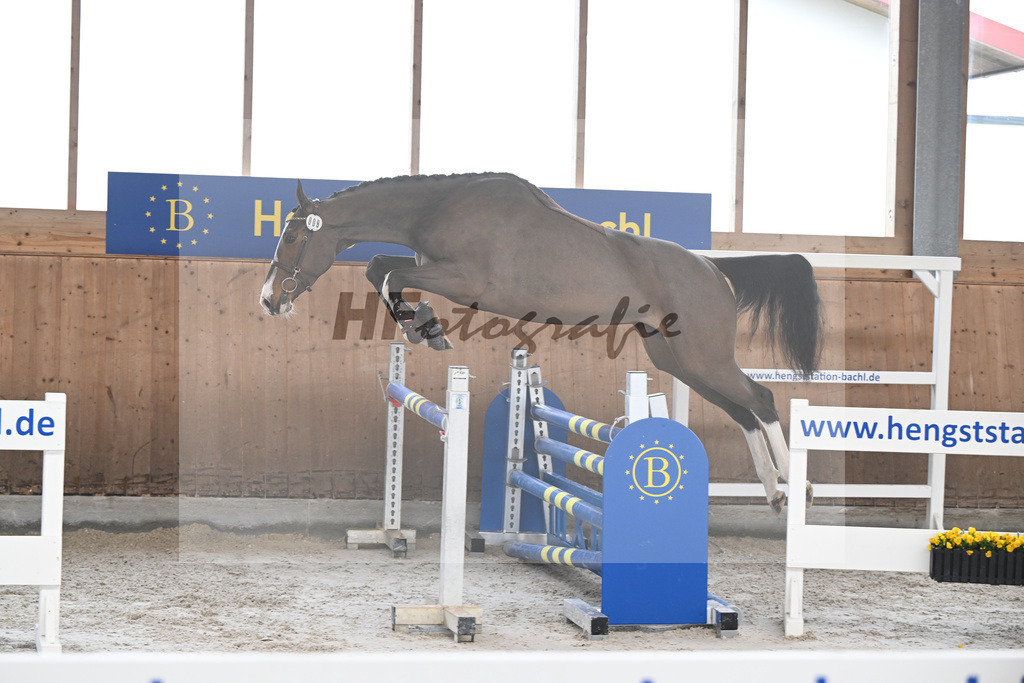 Kat-Nr. 9 Donna de la Zirocca Z v. Dollar du Rouet_Schwendinger_14260554 | hf-fotografie - Realisiert mit Pictrs.com
