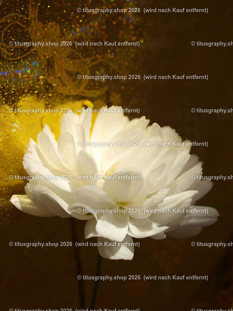 2021-11-11-Vera-foto-PB113085-300 | Fotokunstarbeit aus der INSTAGRAM-Gallerie auf titusgraphy.eu - Realisiert mit Pictrs.com