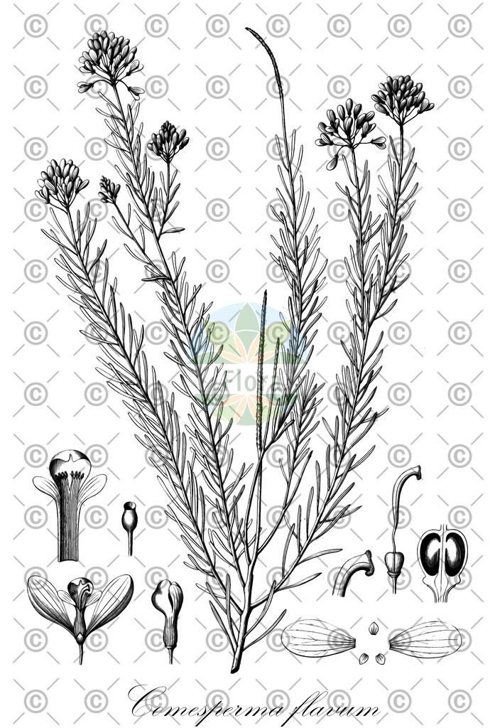 HistAbb_EMP_101343_1_SIMPLE | Historische Abbildung von Comesperma flavum - Polygalaceae | Historical Illustration of Comesperma flavum - Polygalaceae