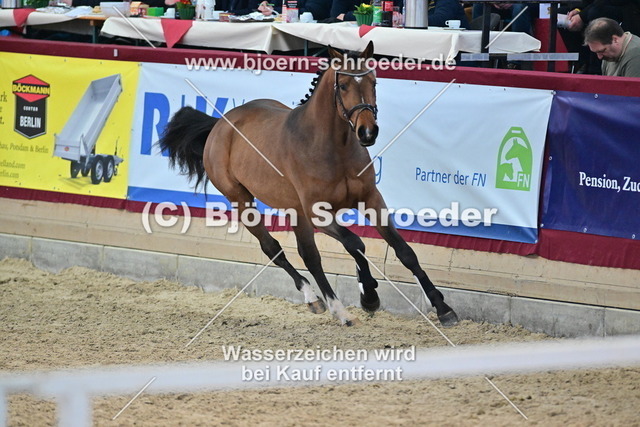 32_Crack - Colman_790_7698 | Björn Schroeder Pferdefotografie