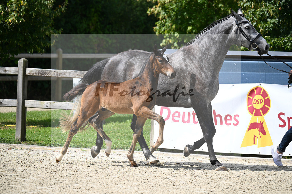 Cullinan du Borget B x Dalles VDL_Sanladerer_29240193 | hf-fotografie - Realisiert mit Pictrs.com