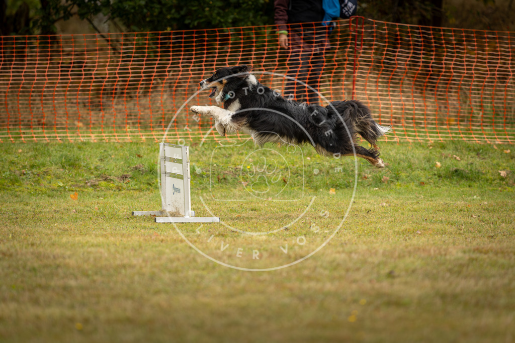 Pfotenfotografie_DV3A2605 | Hundefotografie, Tierfotograf, Pfotenfotografie, Fotoshooting Hund, Hunde Portrait, Hundesport, Hundeportraits, Heideshooting, Hunde, Sportfotograf, Hundefotograf, Turnierhundsport, THS,  - Realisiert mit Pictrs.com
