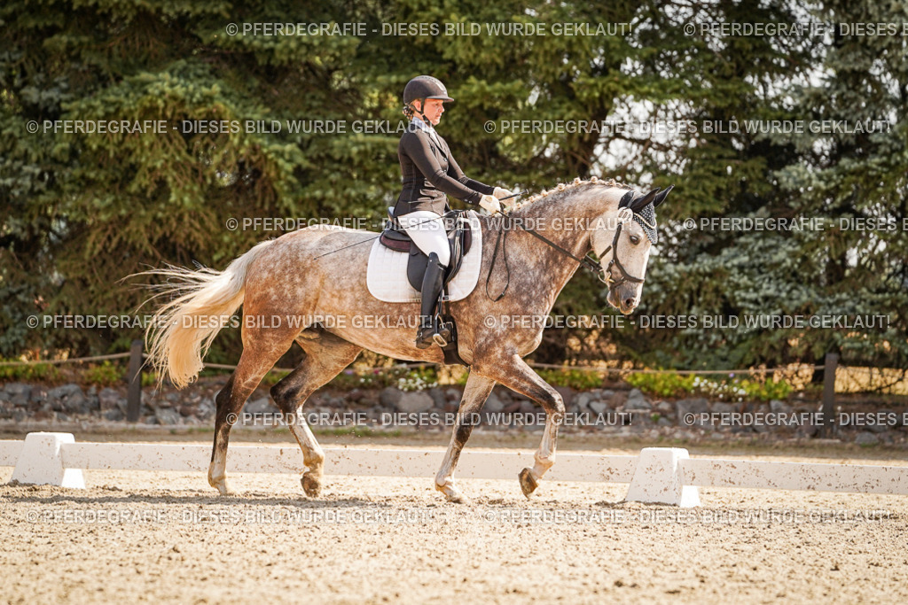 DSC01067 | Pferdegrafie