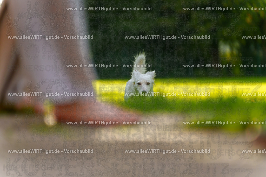 Hundeschwimmen_Grefrath_2026-allesWIRTHgut_Tierfotografie-15_41-7R509483 | Professionelle Tierfotografie in Mönchengladbach von Daniel Wirth (allesWIRTHgut). Liebevolle & natürliche Bilder von Hunden & Katzen für unvergessliche Erinnerungen.