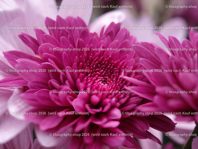 titusgraphy-P5107918_var-047 | Fotokunstarbeit aus der INSTAGRAM-Gallerie auf titusgraphy.eu - Realisiert mit Pictrs.com