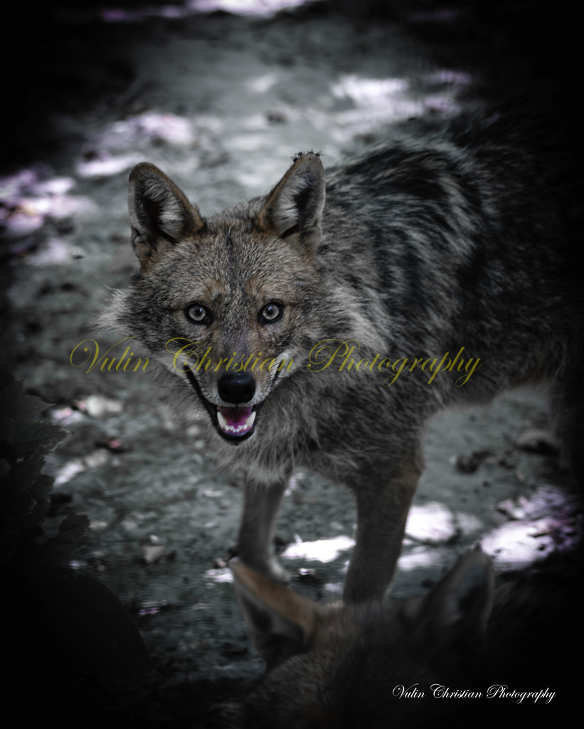 PH 22 | Christian Vulin  - Realisiert mit Pictrs.com