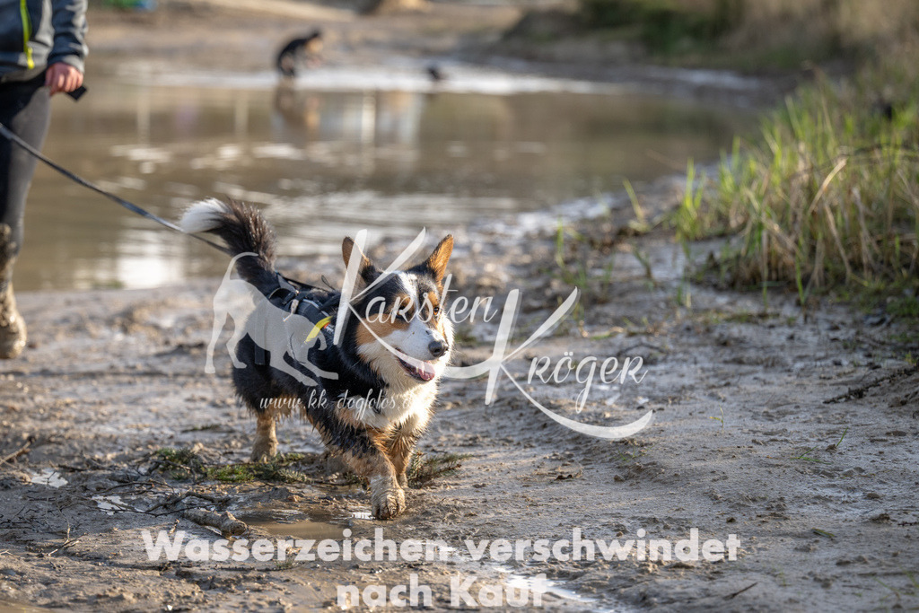 1633_ZZ92548 | kk-dogfotos