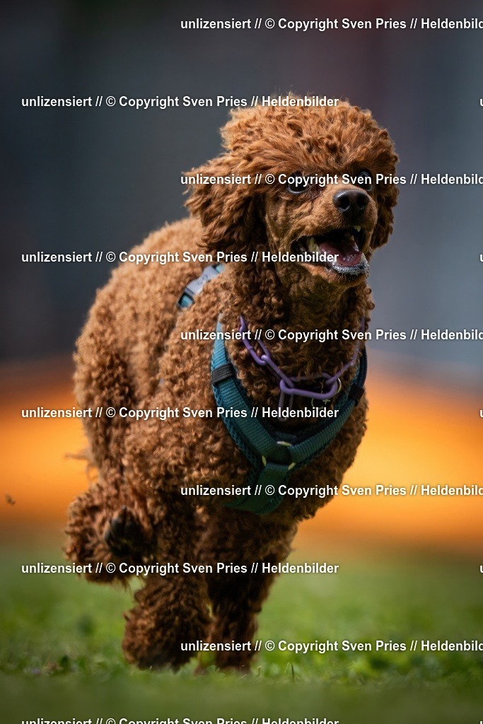 Sven Pries | 19. Allgemeines Hunderennen Karlsruhe Durlach - Realisiert mit Pictrs.com