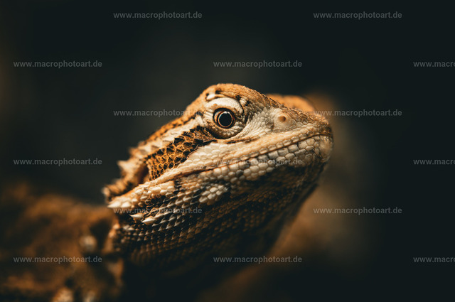 Zwergbartagame | Porträt einer Zwergbartagame. - Realisiert mit Pictrs.com