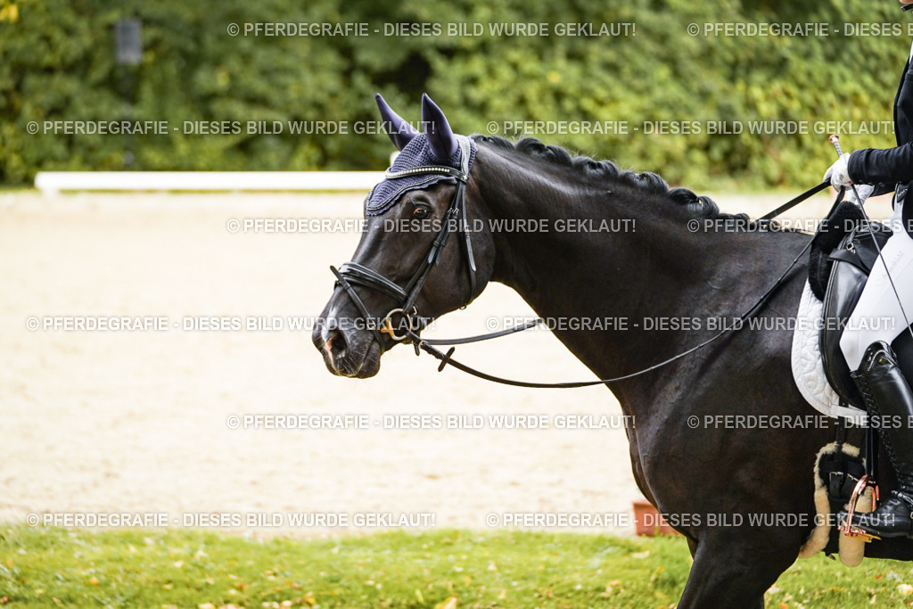 DSC00222 | Pferdegrafie