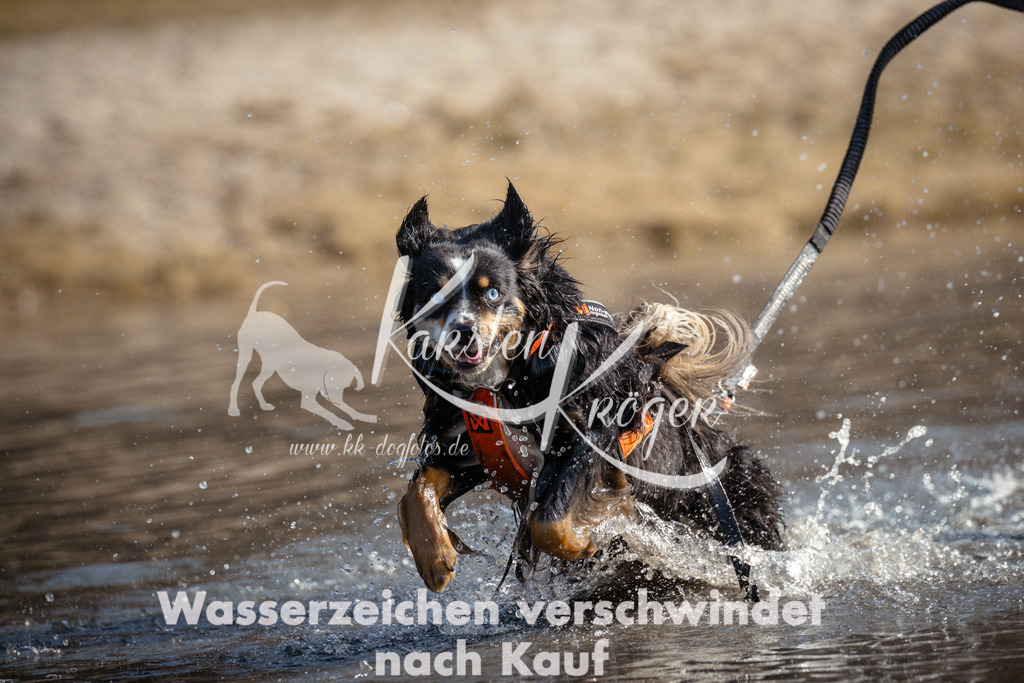 1131_ZZ95204 | kk-dogfotos