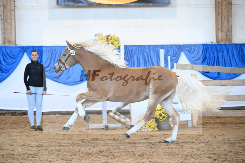 Kat-Nr. 23 Maverick v. Manu_Lechner_48250463 | hf-fotografie - Realisiert mit Pictrs.com