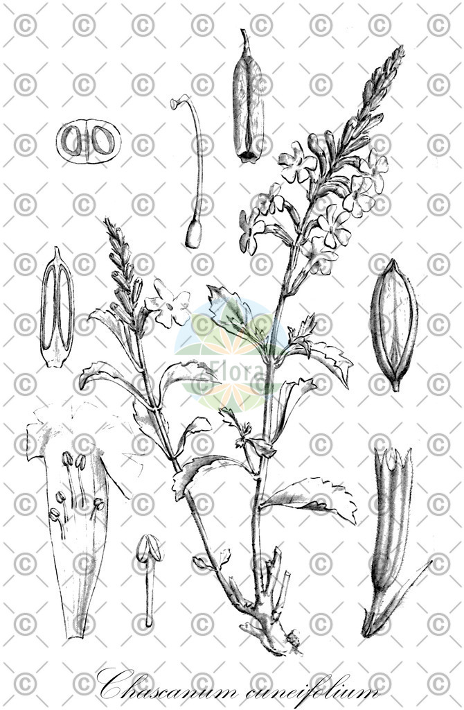 HistAbb_wfo-0000859172_1_ENZY_Simple | Historische Abbildung von Chascanum cuneifolium - Verbenaceae | Historical Illustration of Chascanum cuneifolium - Verbenaceae